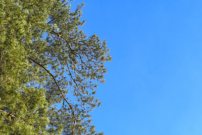 蓝天衬托下的松树。鼓舞人心的夏天背景与针叶树与空白空间的信息。