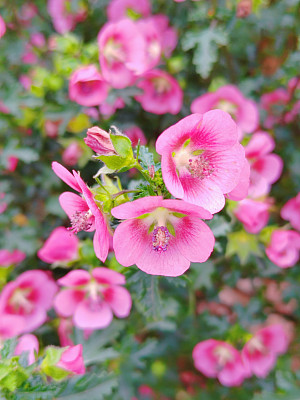 Anisodontea capensis