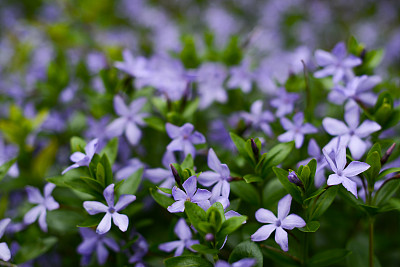 桃金娘花，匍匐的桃金娘。美丽的蓝色花朵在草地上柔和的焦点，模糊的背景。小长春花，较小的长春花