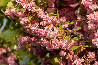 公园里一棵日本樱桃(Prunus serrulata)的特写照片