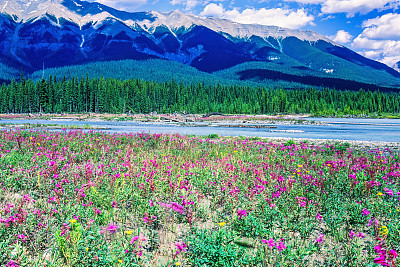 山边河谷里开花的草地