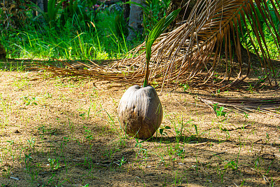 椰子农场里发芽的椰子