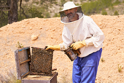一个穿着养蜂人服装的人正在照料蜂箱