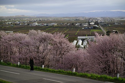 枝繁叶茂