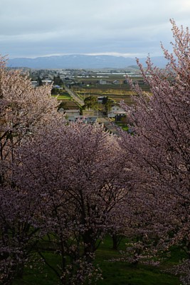 枝繁叶茂