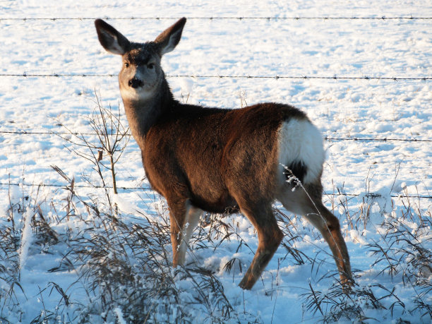 下雪的早晨，白尾的牝鹿