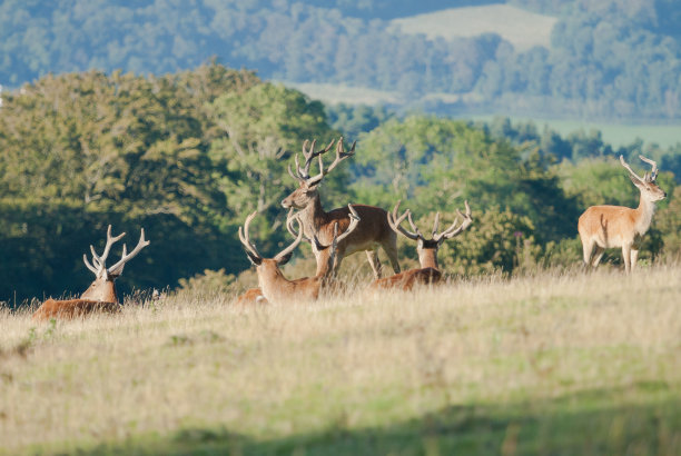 Exmoor