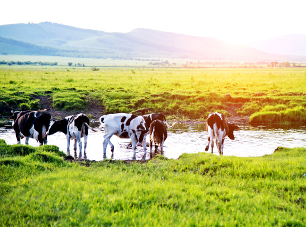 一群奶牛在河边的牧场上吃草