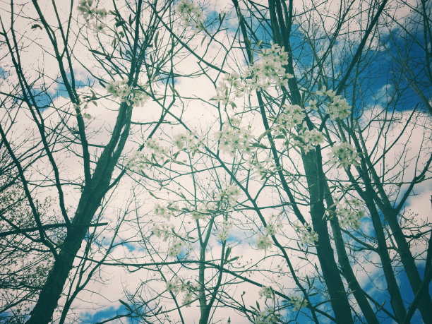 树枝蓝天白云复制空间鼓励自然背景