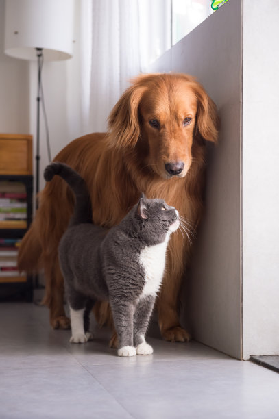 纯种猫