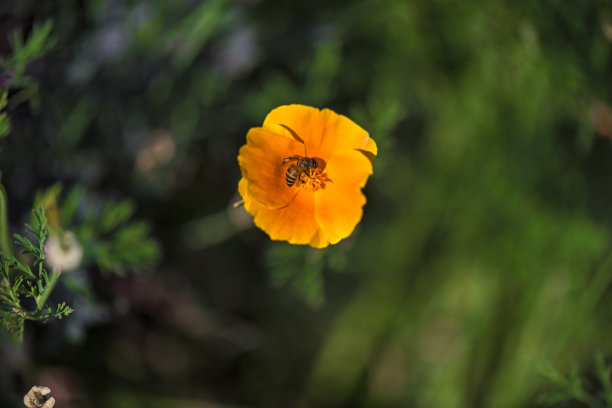 黄花与蜜蜂