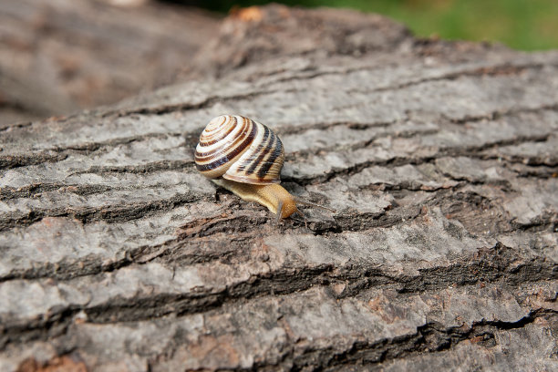 生动的勃艮第蜗牛(螺旋蜗牛，罗马蜗牛，可食用蜗牛，蜗牛)爬行