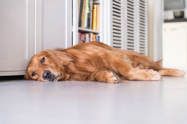 诺福克猎狐犬