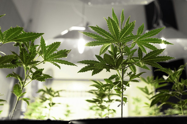 大麻