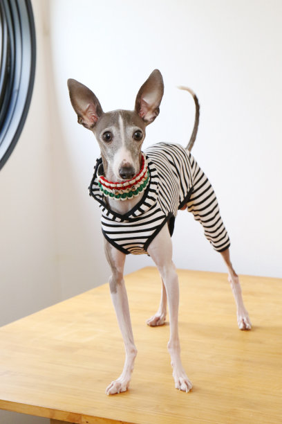 意大利灰猎犬
