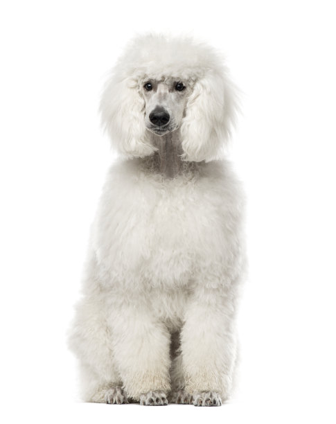 贵宾犬