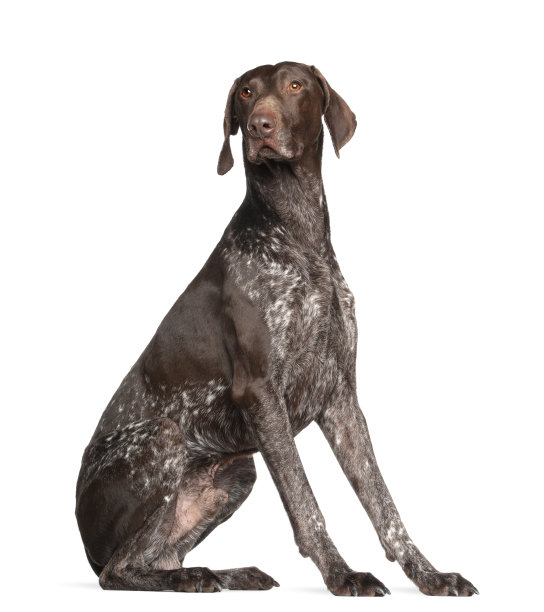 德国短毛犬