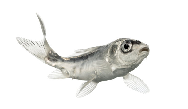 侧面的灰色锦鲤孤立在白色伟大的新鲜的鱼.