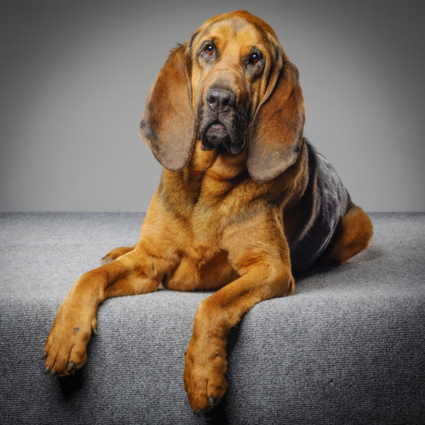 纯血猎犬