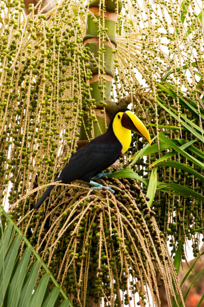 哥斯达黎加托图盖罗的一棵棕榈树上的黑颚巨嘴鸟