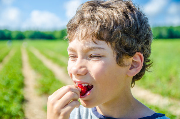 一个小男孩正在吃夏天刚从地里捡来的草莓