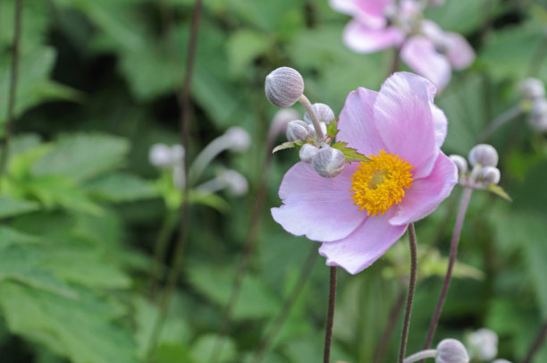 日本银莲花