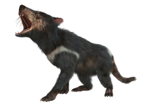 袋獾