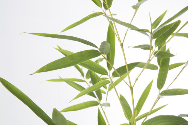 白色背景上的竹叶.