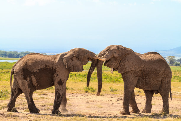 会议大大象。肯尼亚安博塞利