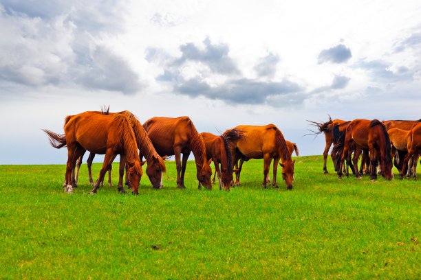马在广阔的草原上