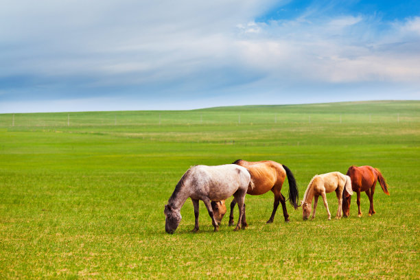 内蒙古大草原图片