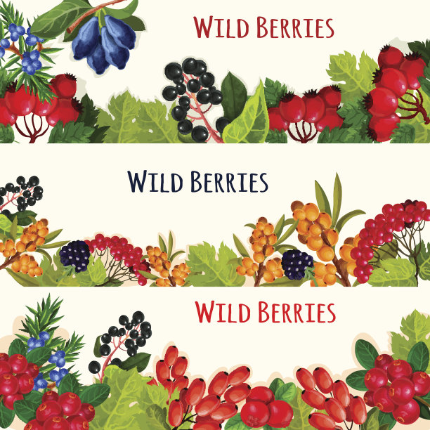 用于食品的野莓横幅和水果边框设计