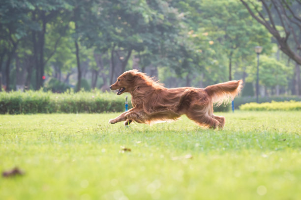 寻回犬