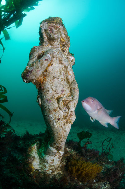 Giant海藻灰