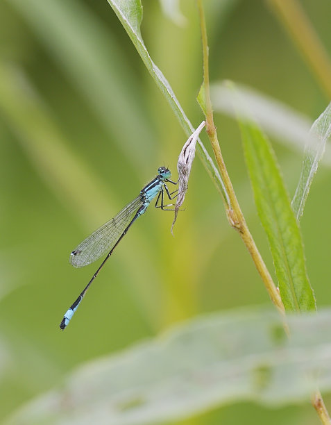 蓝尾豆娘(Ischnura elegans