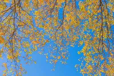 加州圣贝纳迪诺县大熊湖的秋季橡树林