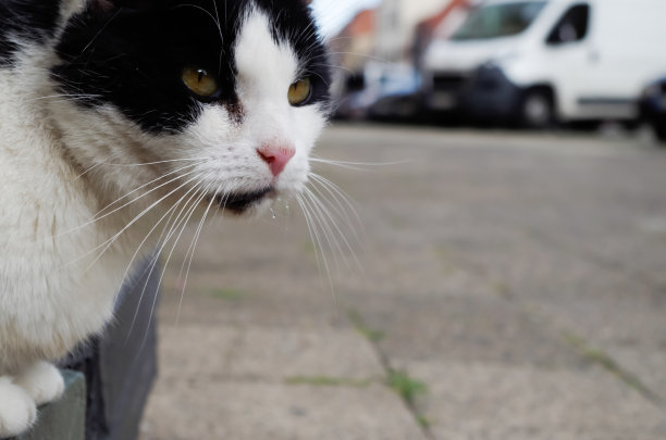 猫科动物