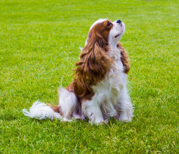 斯班尼犬