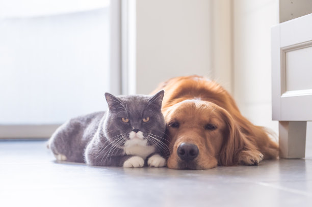纯种猫