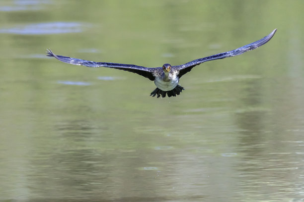 白胸鸬鹚(Phalacrocorax auritus)