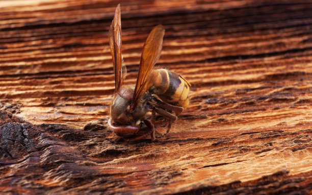 大黄蜂在木头。