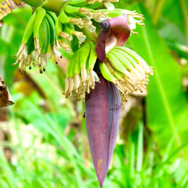 香蕉树