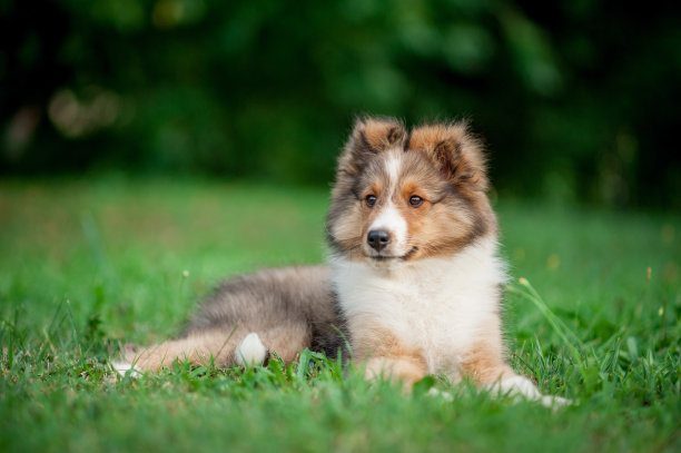 喜乐蒂牧羊犬