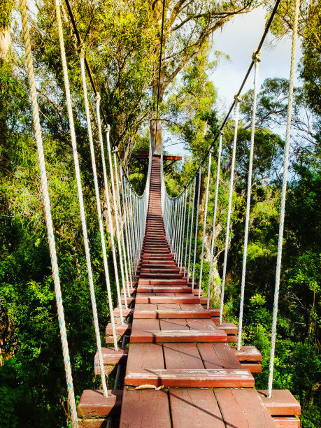 热带森林中树木之间的绳索吊桥
