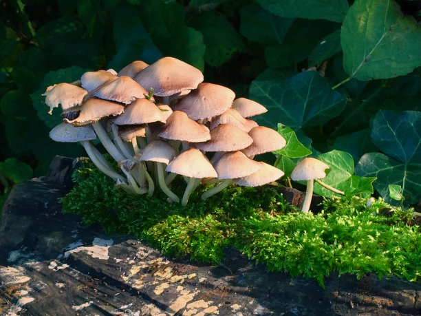 神奇蘑菇
