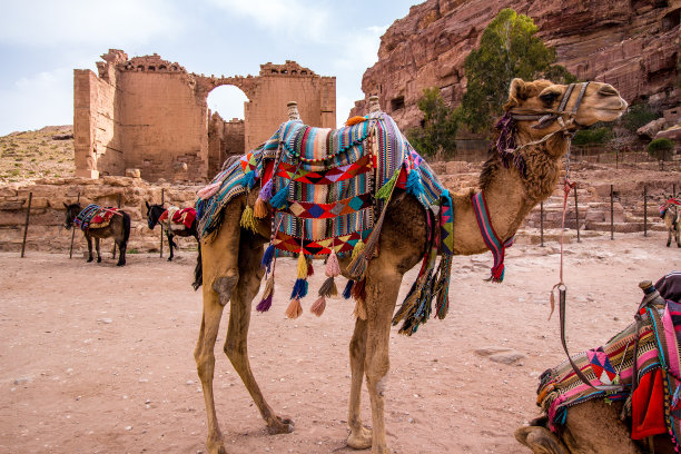 佩特拉古城的阿拉伯骆驼