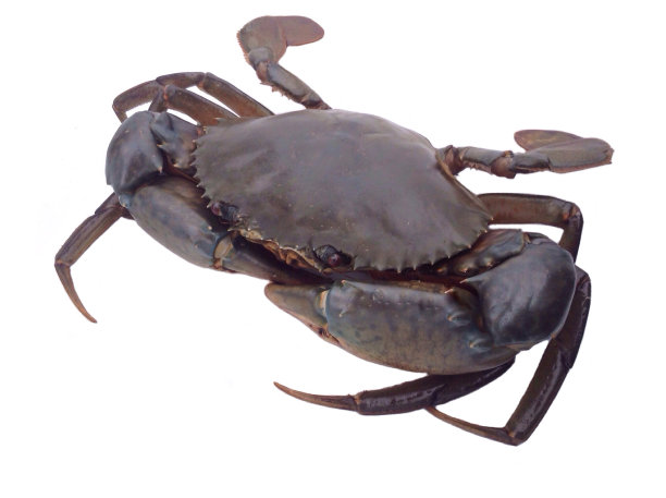 甲壳动物