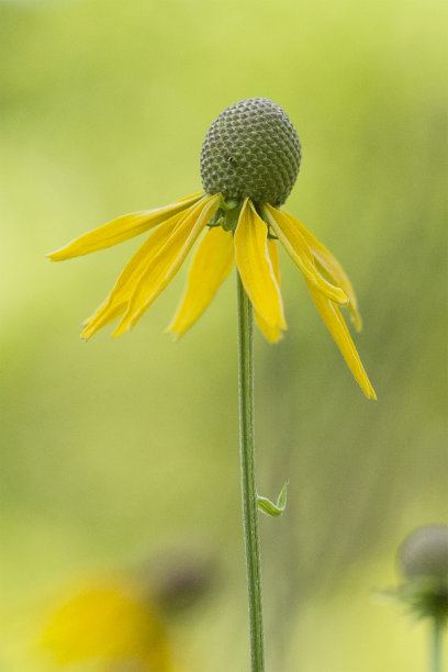 草原松果菊