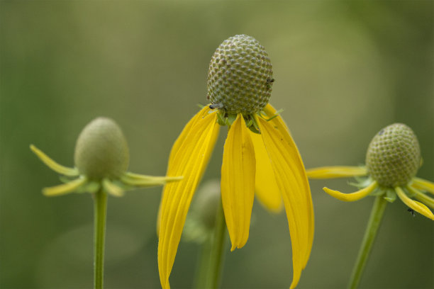 草原松果菊
