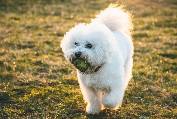 贵宾犬